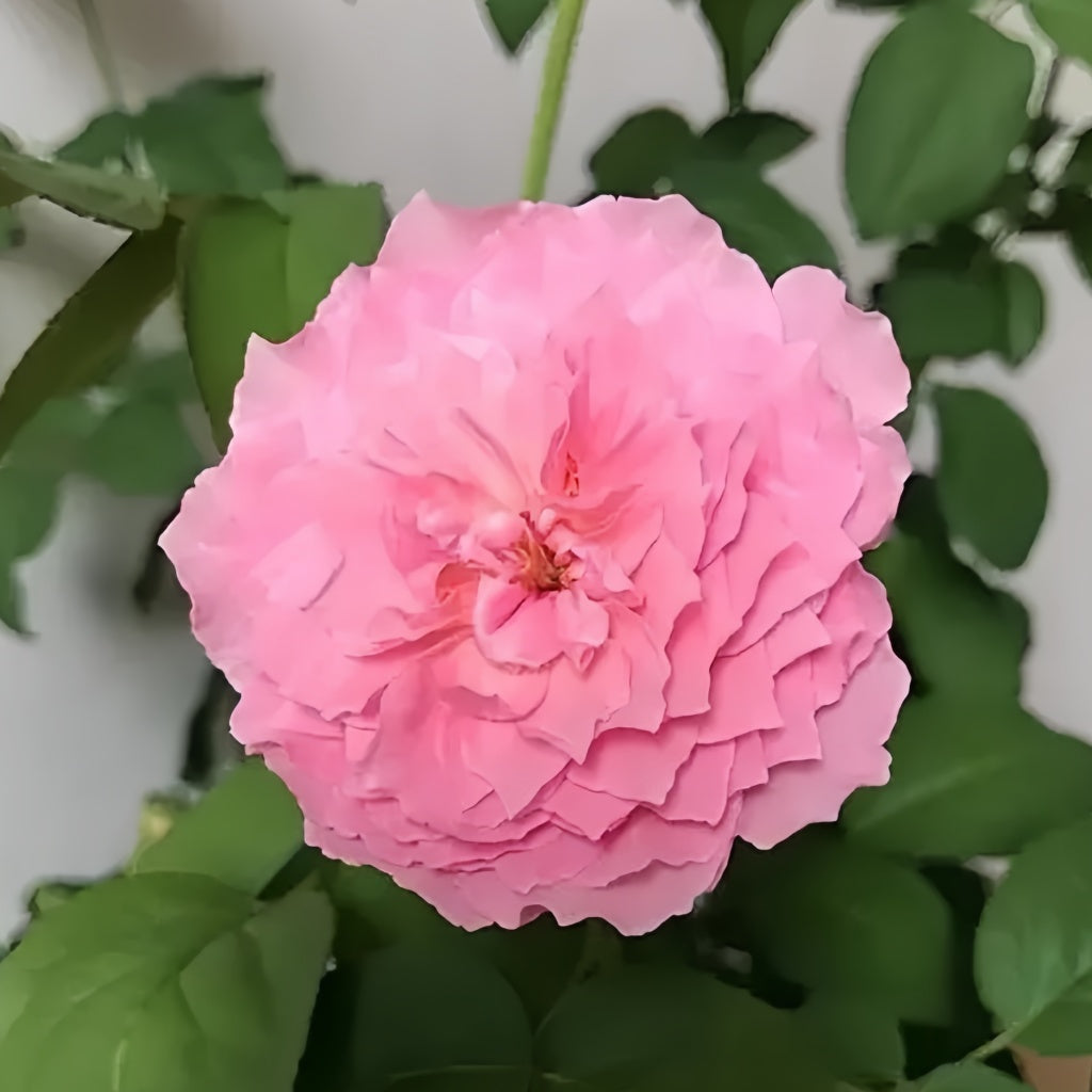 Koharu Rose