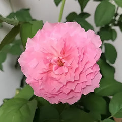 Koharu Rose
