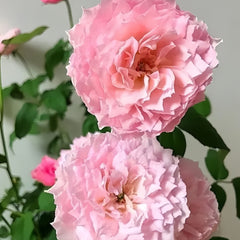 Koharu Rose