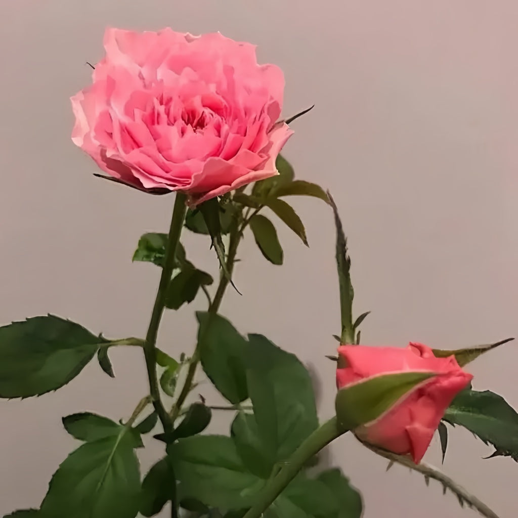 Koharu Rose