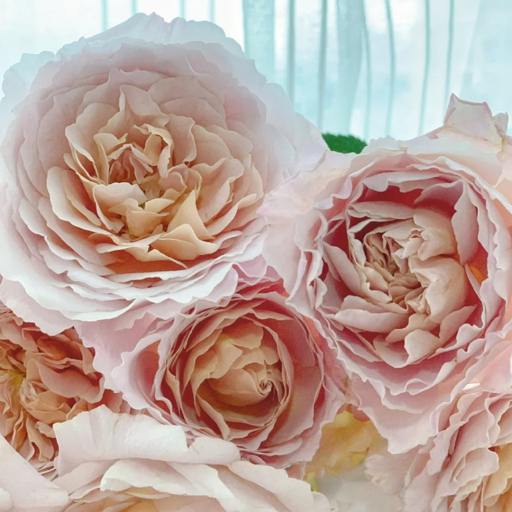 L'heure Magique Rose