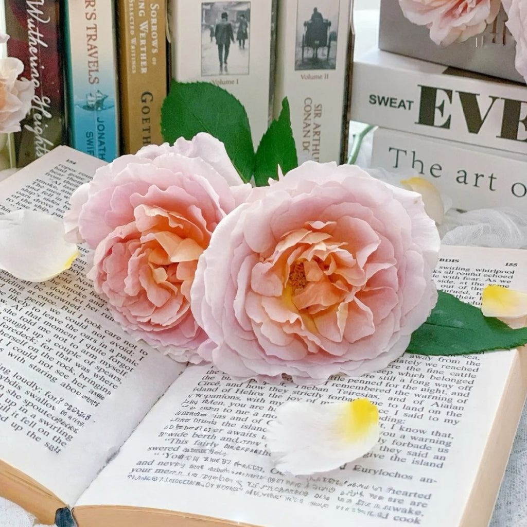 L'heure Magique Rose