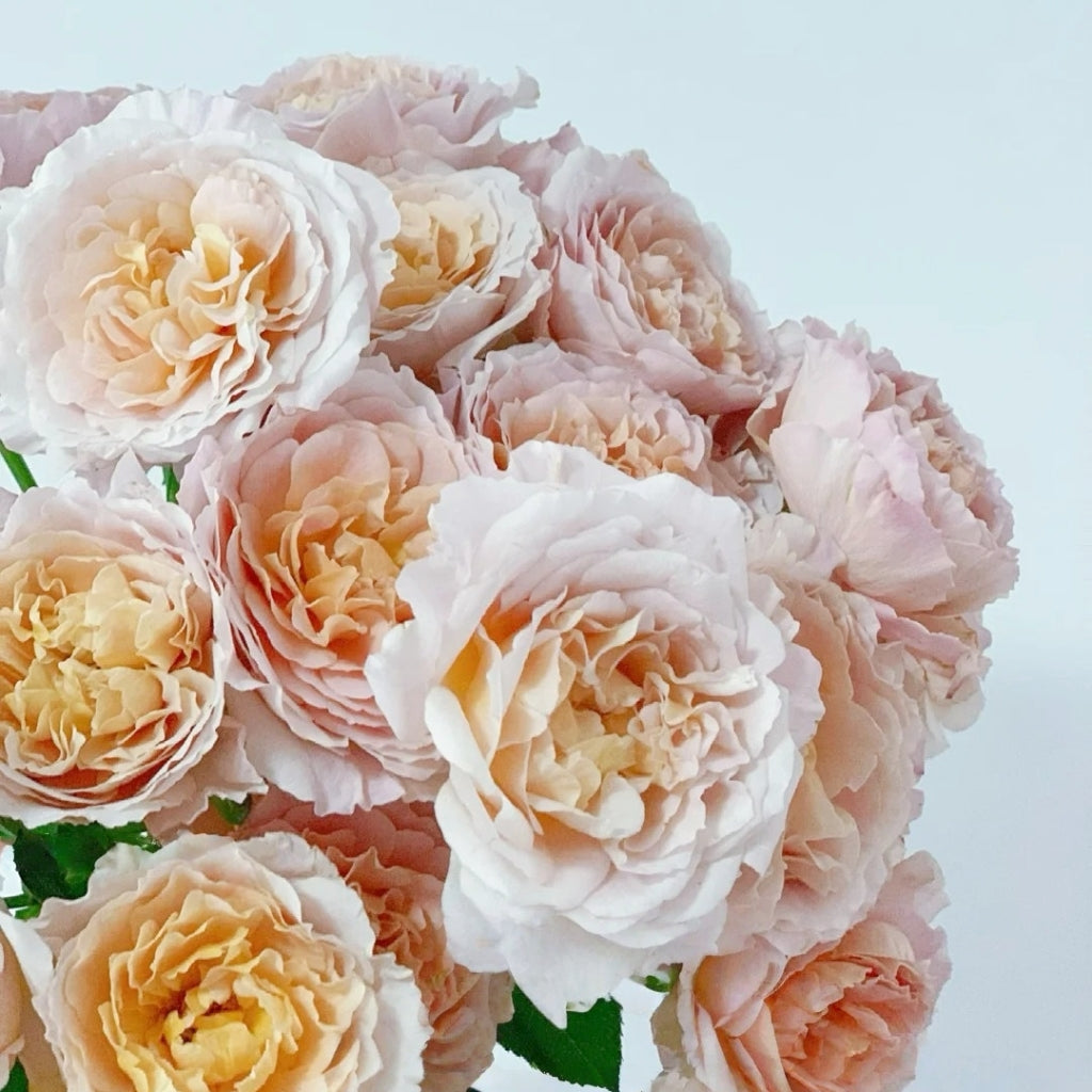 L'heure Magique Rose