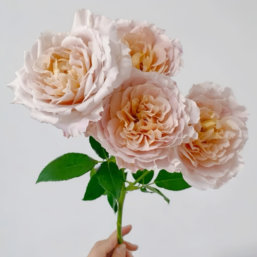 L'heure Magique Rose