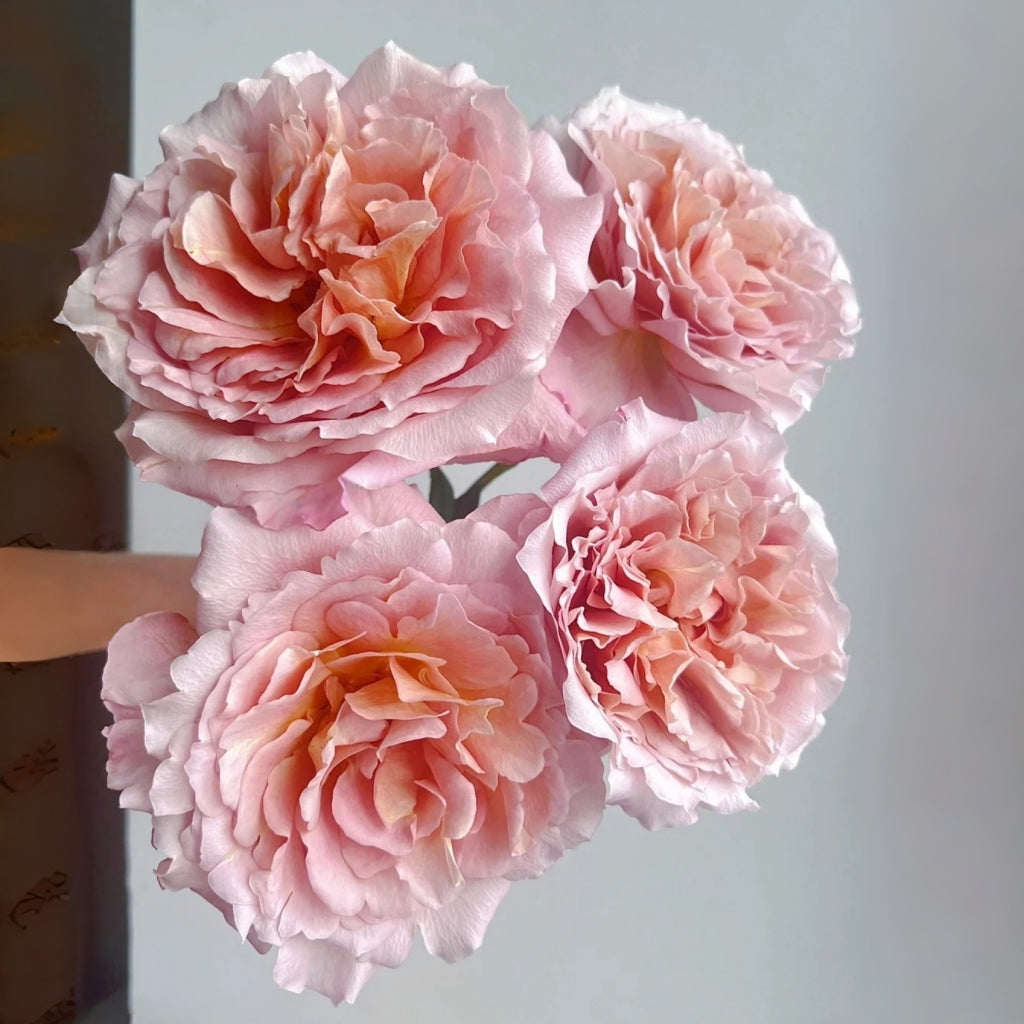 L'heure Magique Rose