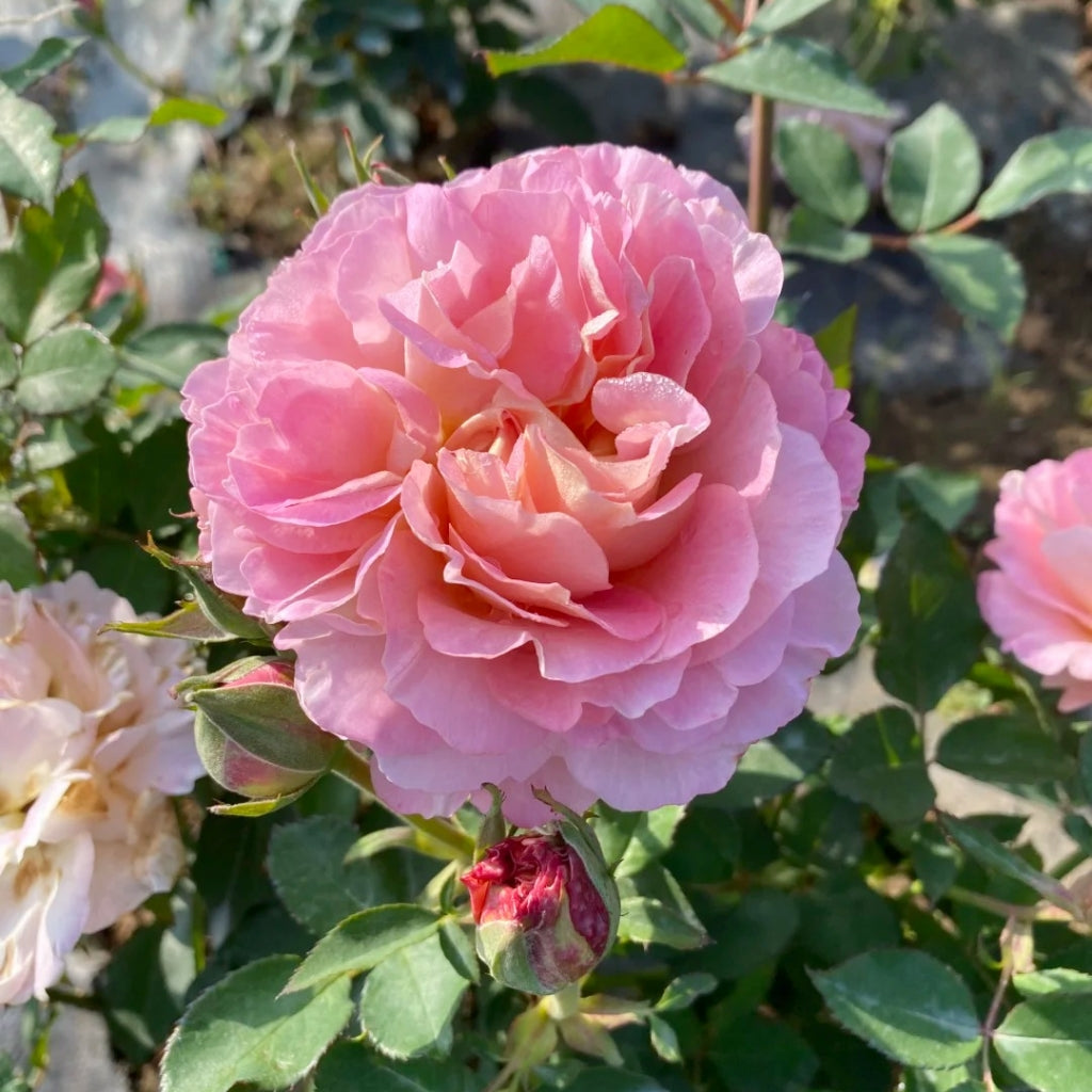 L'heure Magique Rose