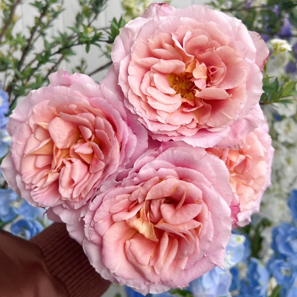 L'heure Magique Rose