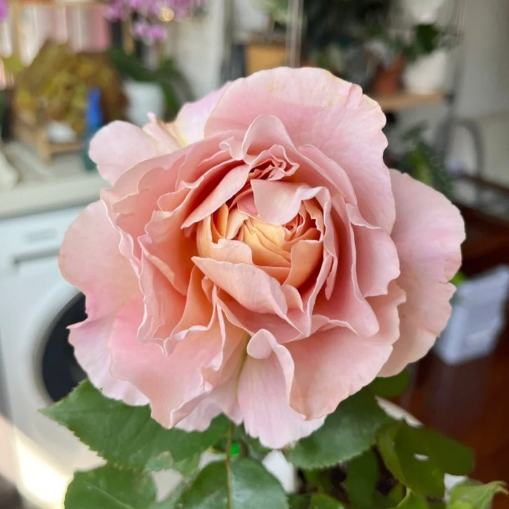 L'heure Magique Rose