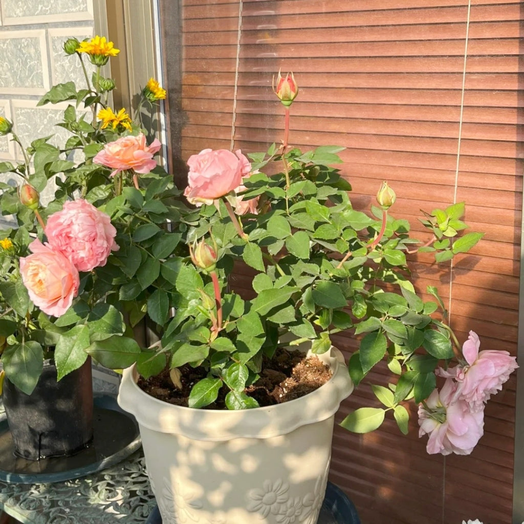 L'heure Magique Rose