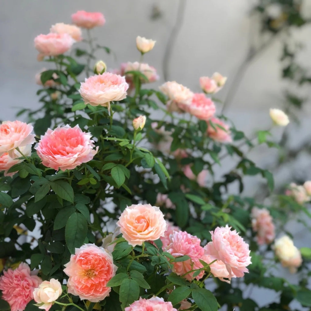 La Chance D'amour Rose