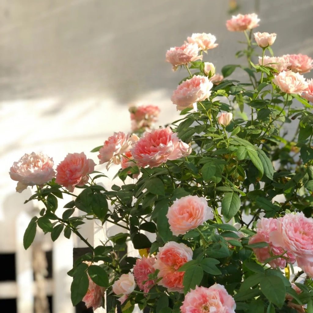 La Chance D'amour Rose