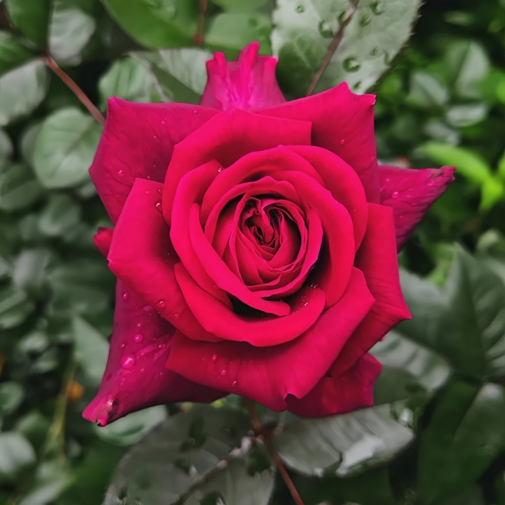 La Rose Monsieur Rose