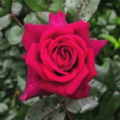 La Rose Monsieur Rose