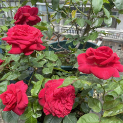 La Rose Monsieur Rose