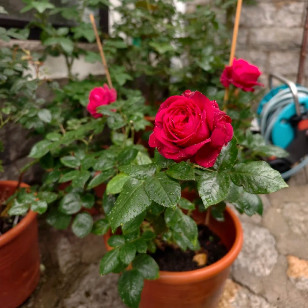 La Rose Monsieur Rose
