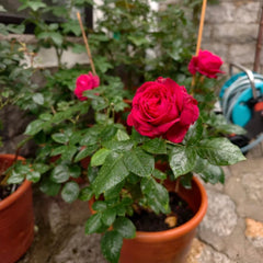 La Rose Monsieur Rose