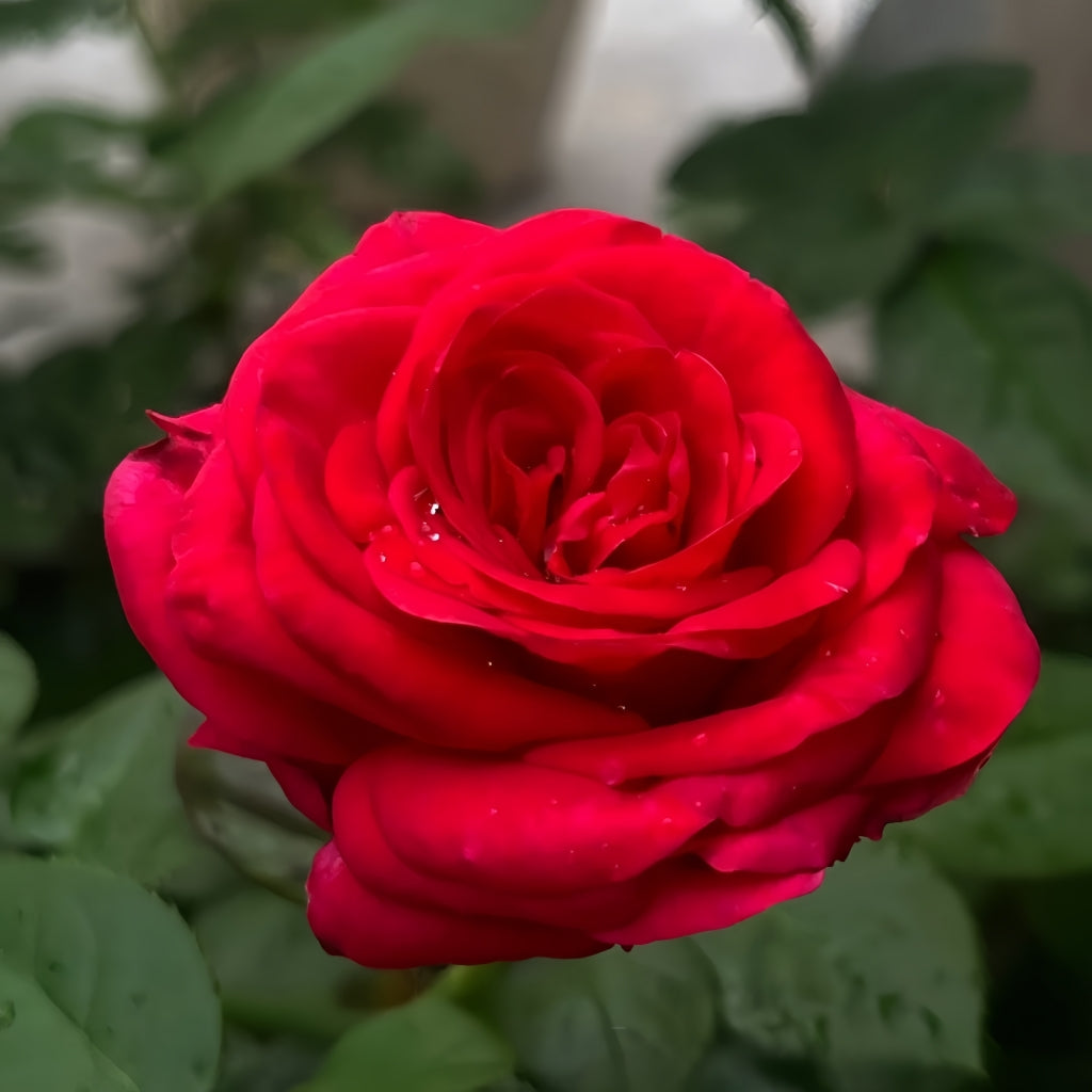 La Rose Monsieur Rose