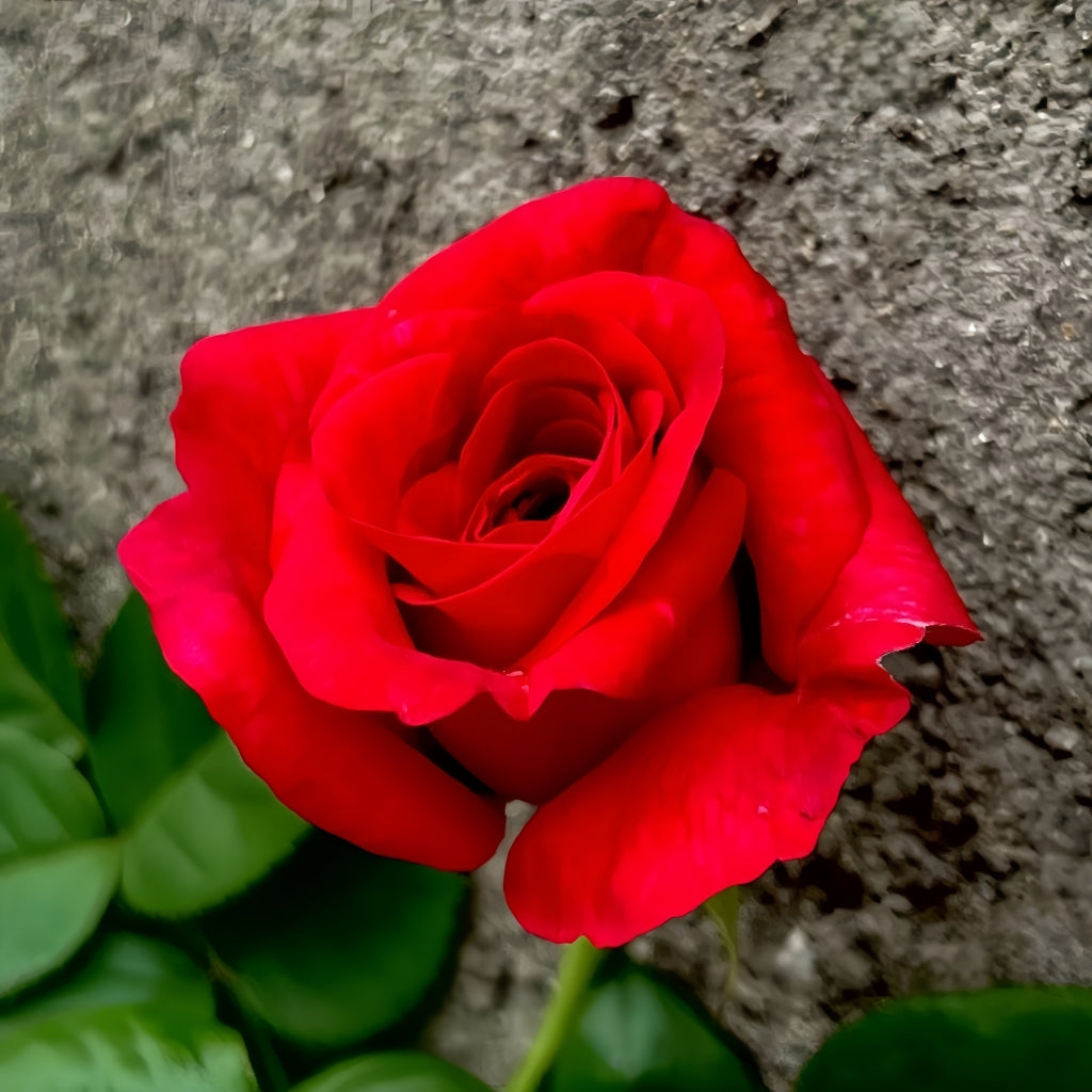 La Rose Monsieur Rose
