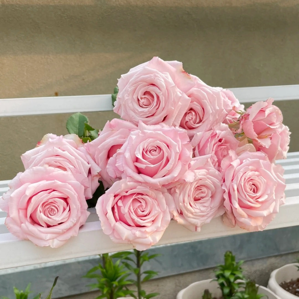 Lady Raphaela Rose