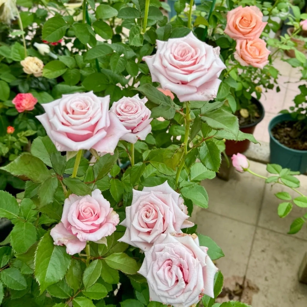 Lady Raphaela Rose