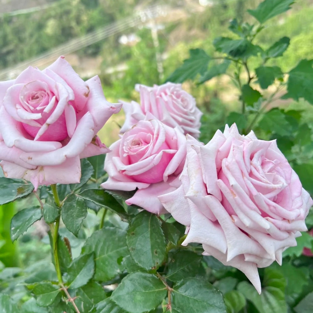Lady Raphaela Rose