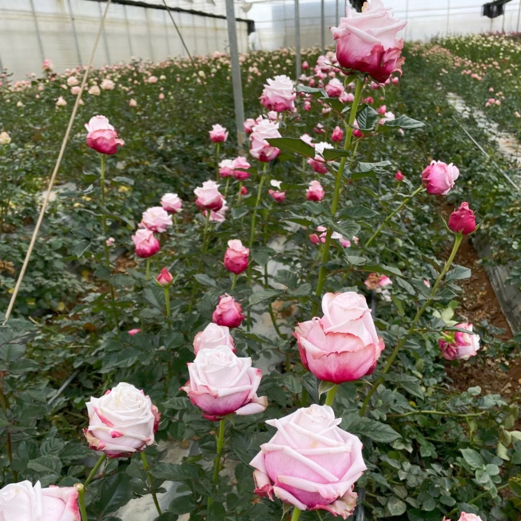 Lady Raphaela Rose