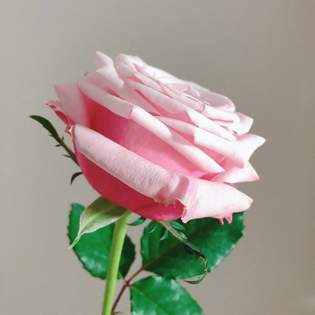 Lady Raphaela Rose