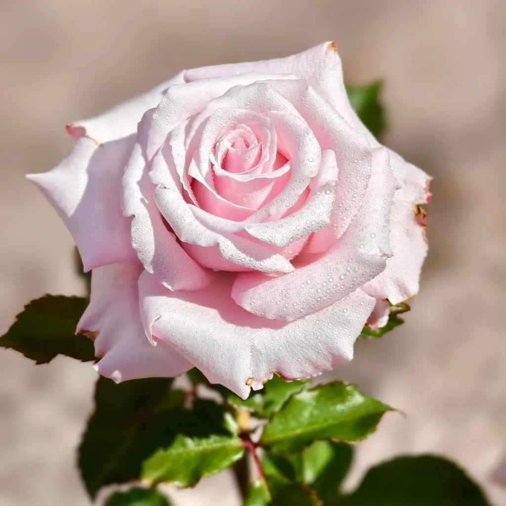 Lady Raphaela Rose