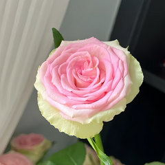 Lady Rose Plant