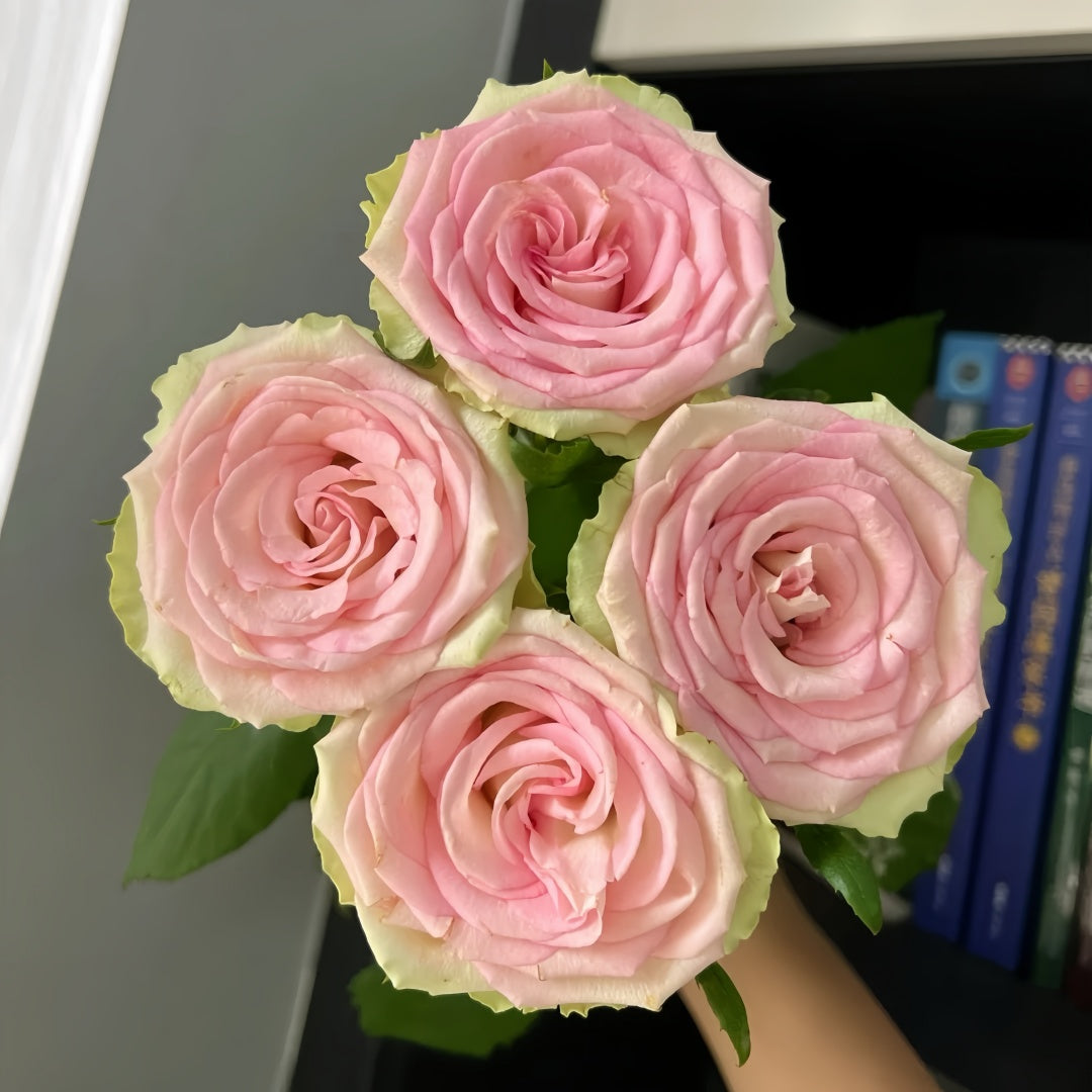 Lady Rose Plant