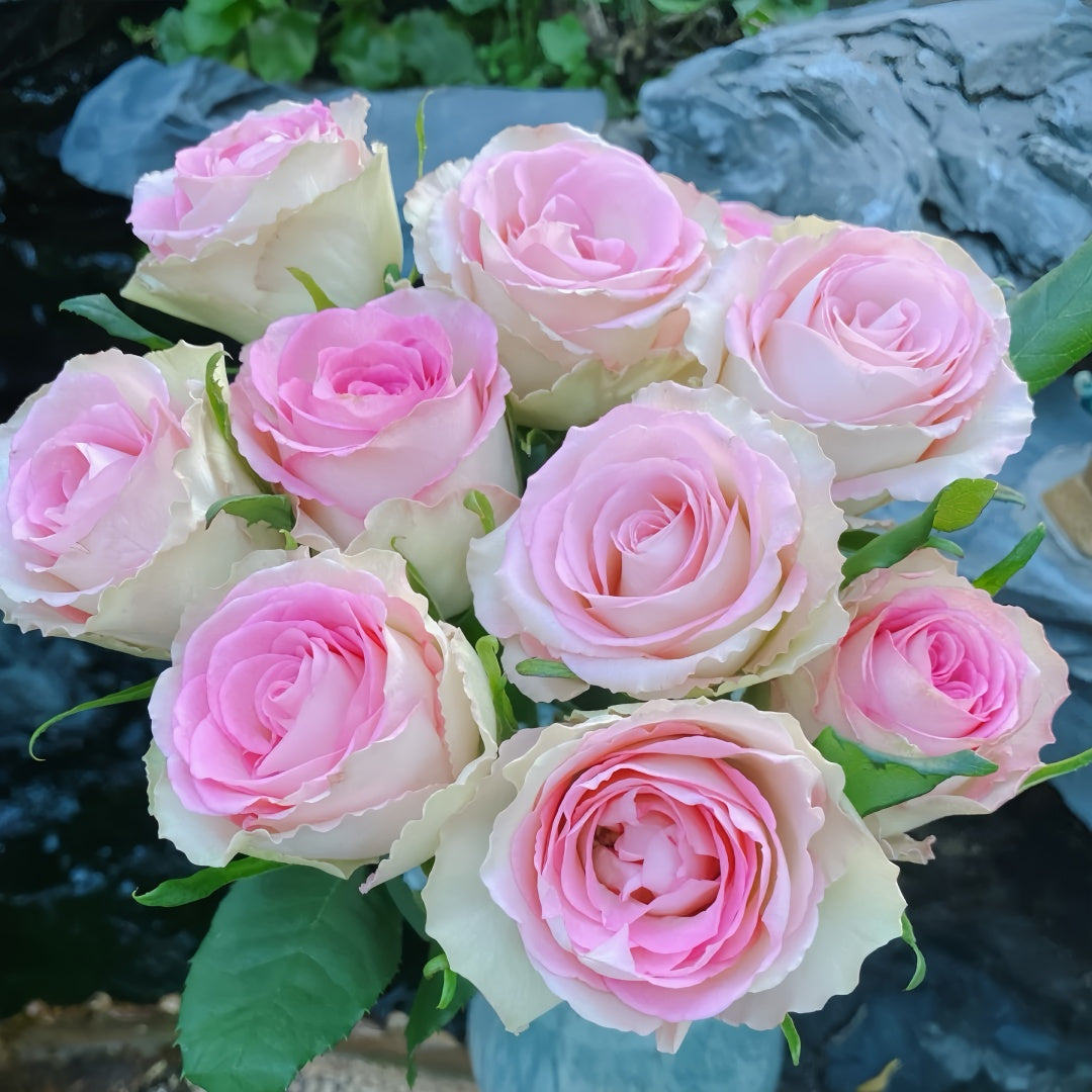 Lady Rose Plant