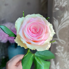 Lady Rose Plant