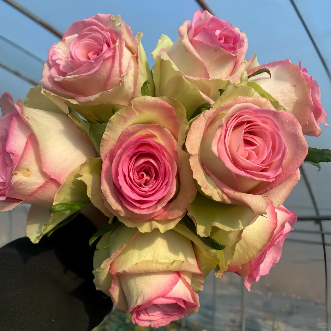 Lady Rose Plant