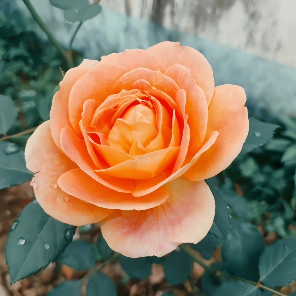 Lady of Shalott Rose