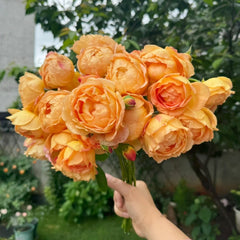 Lady of Shalott Rose