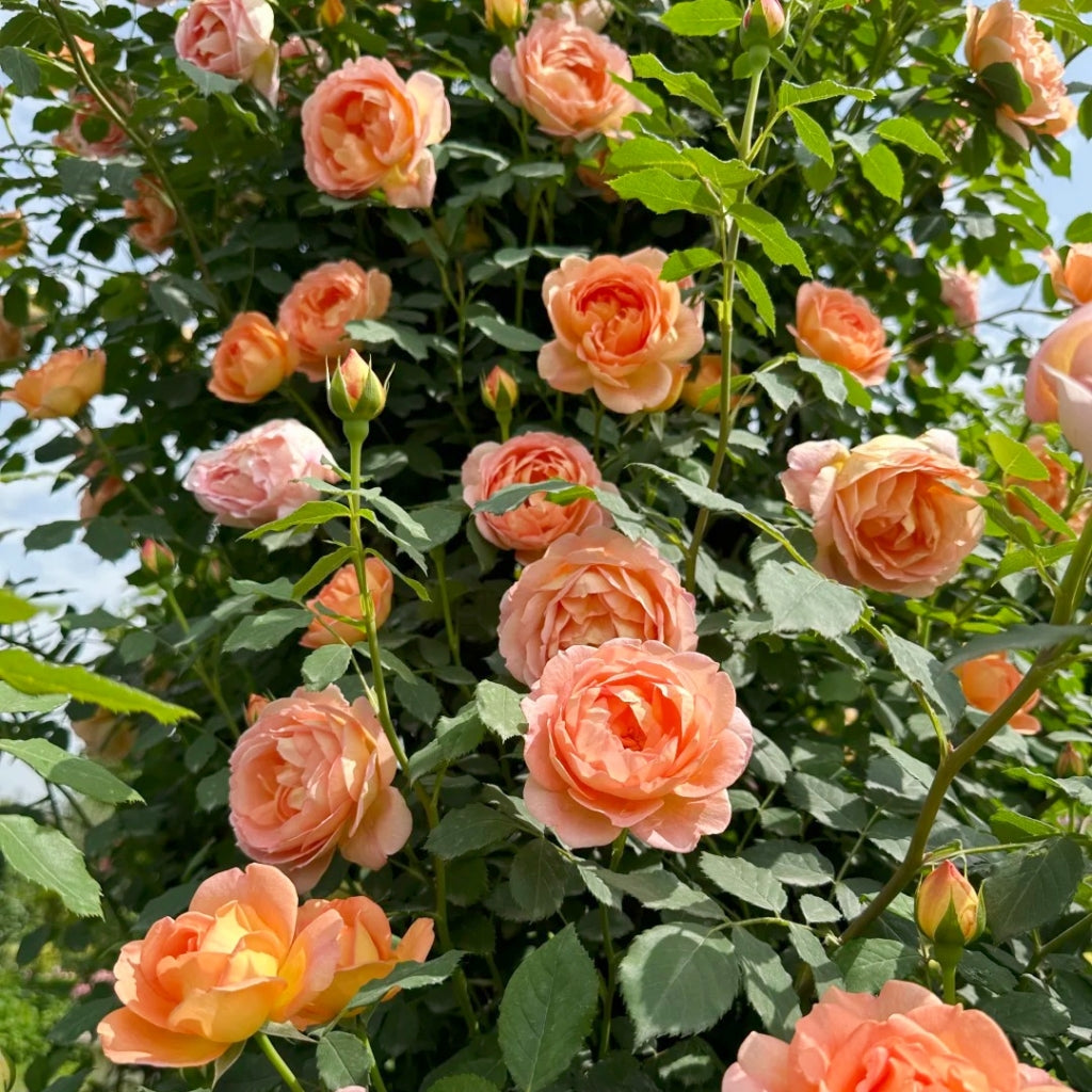 Lady of Shalott Rose