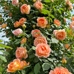 Lady of Shalott Rose
