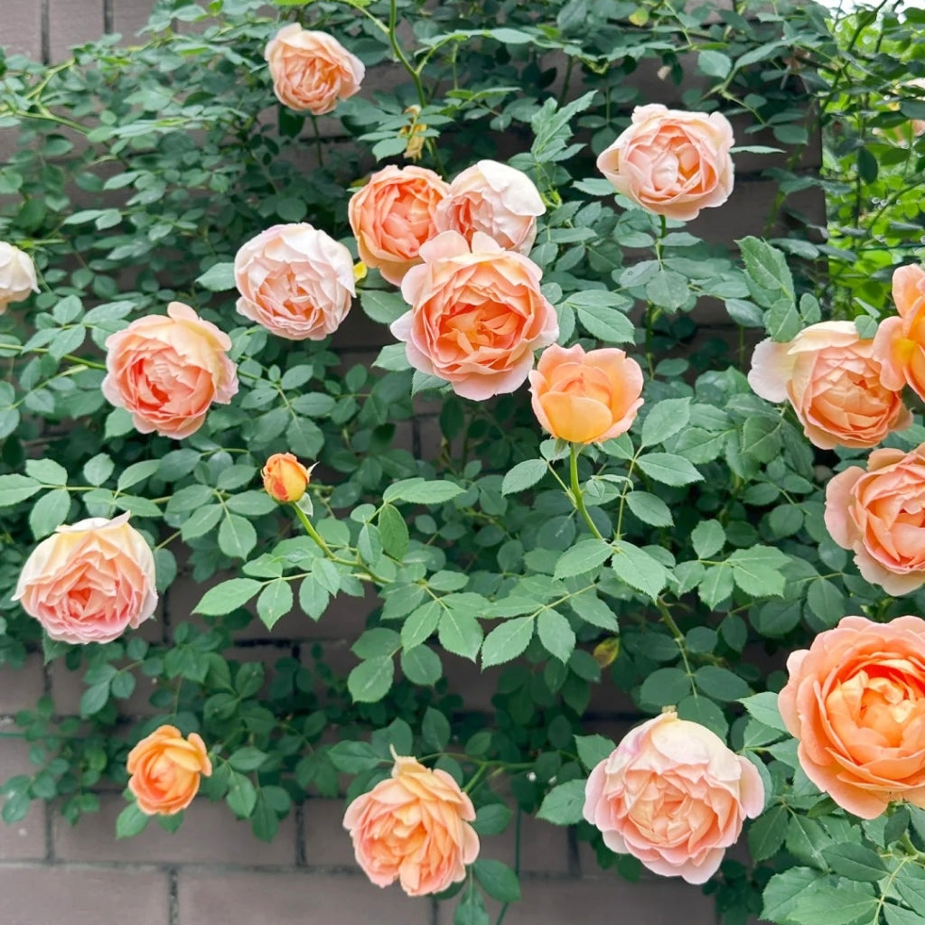 Lady of Shalott Rose