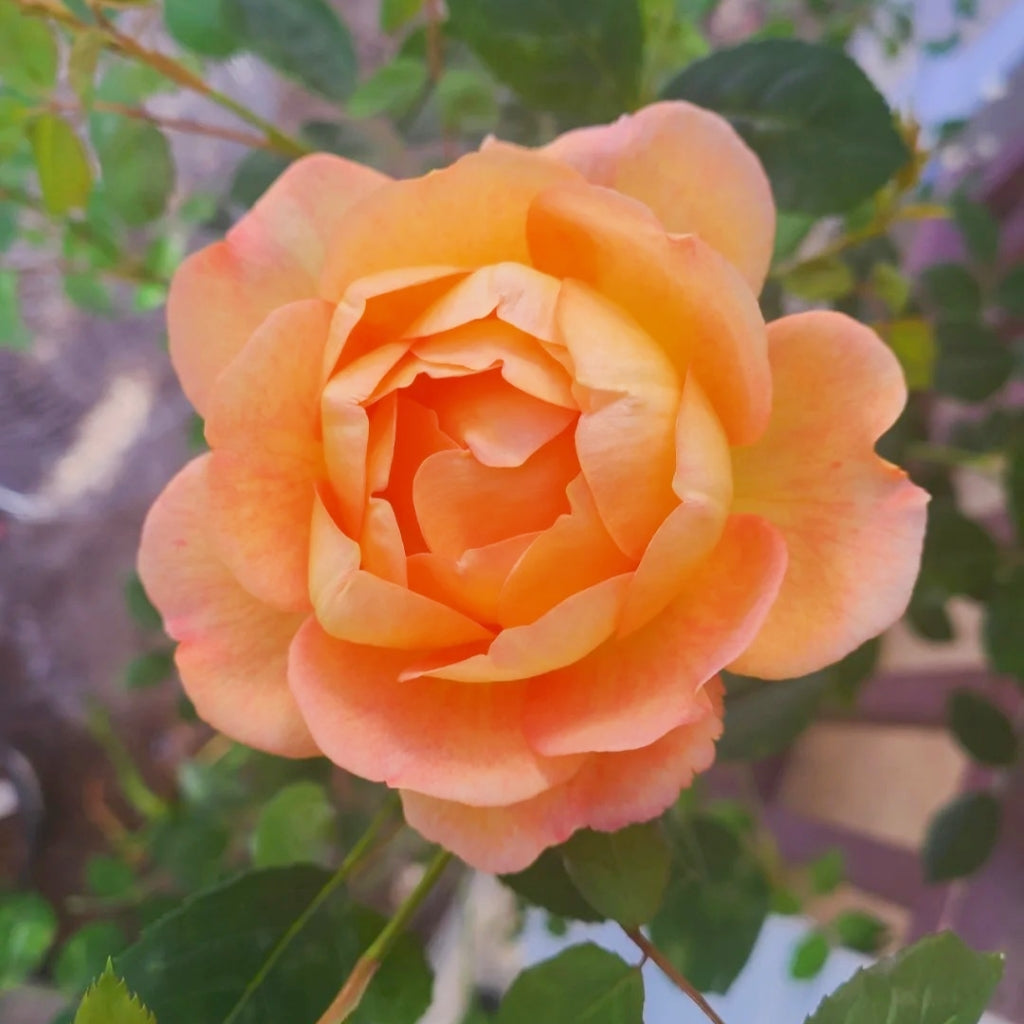Lady of Shalott Rose