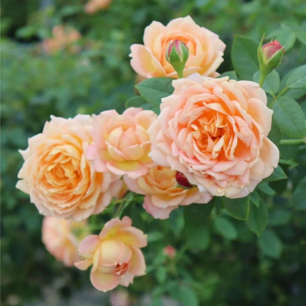 Lady of Shalott Rose