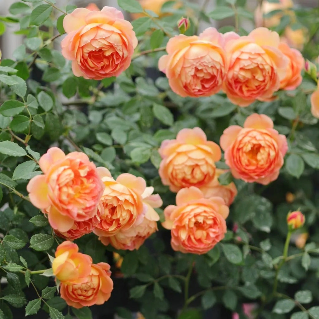 Lady of Shalott Rose