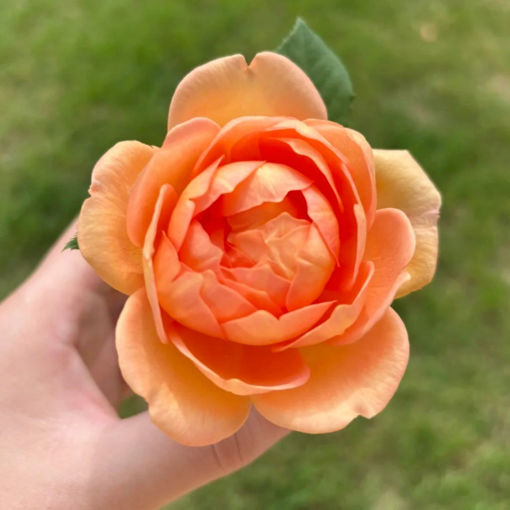 Lady of Shalott Rose