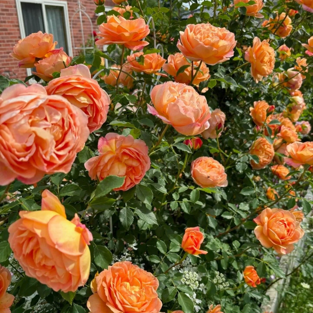 Lady of Shalott Rose