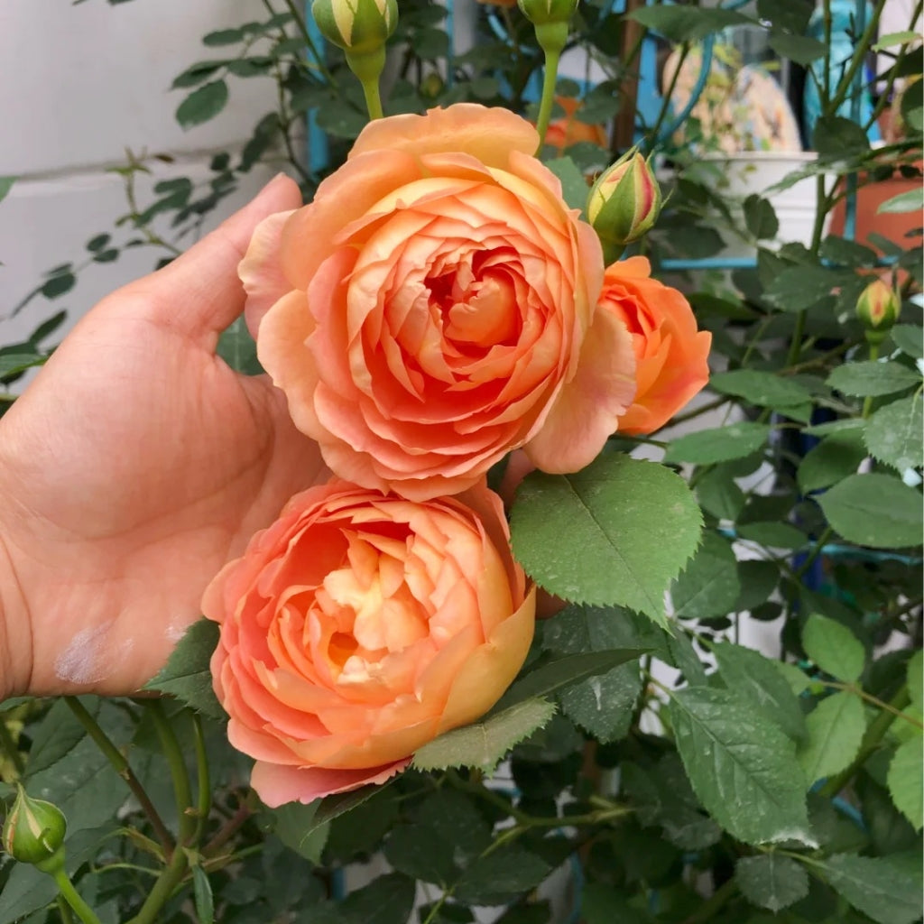Lady of Shalott Rose