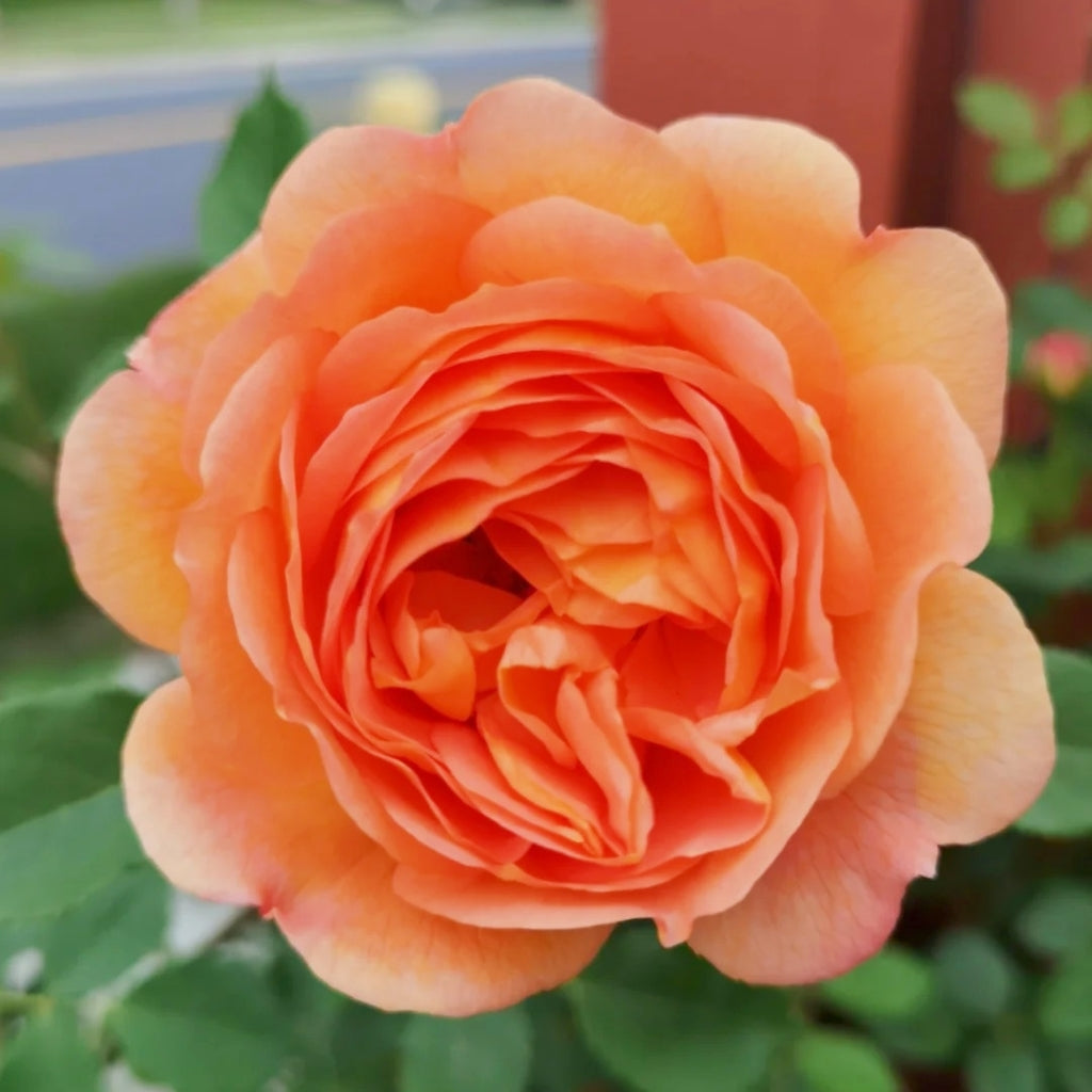 Lady of Shalott Rose