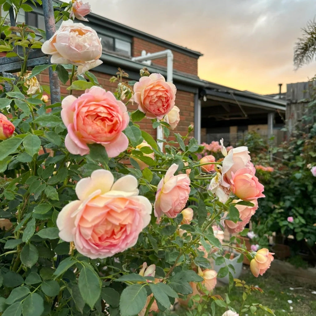 Lady of Shalott Rose