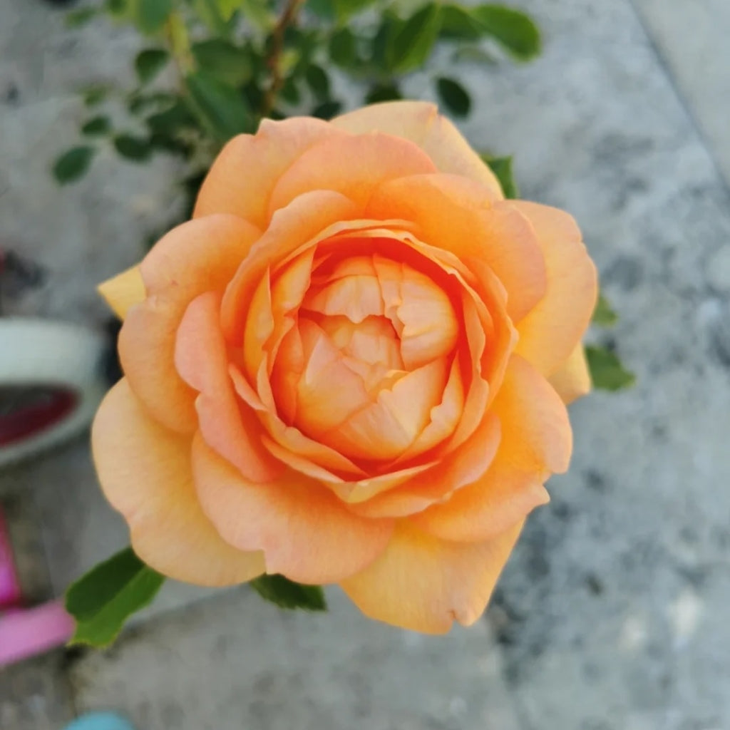 Lady of Shalott Rose