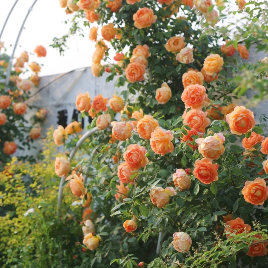 Lady of Shalott Rose