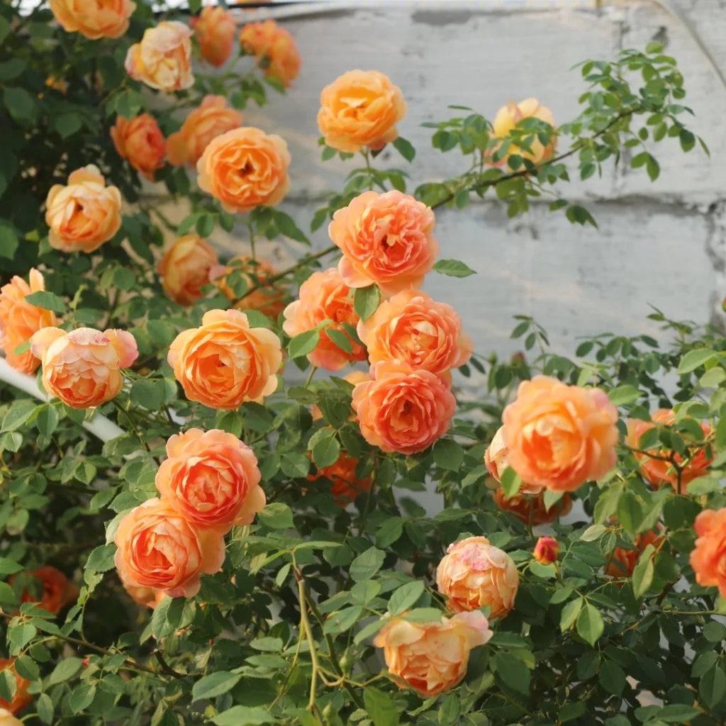 Lady of Shalott Rose