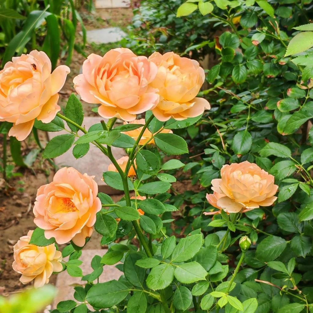 Lady of Shalott Rose